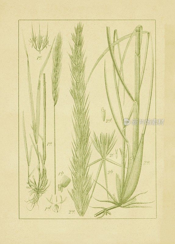 木斛和莱姆草|古董花卉插图